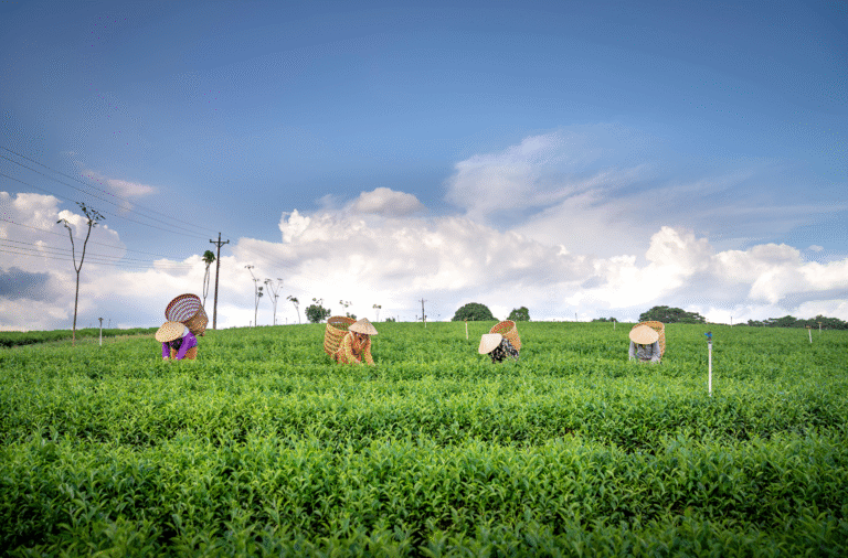 pexels-quang-nguyen-vinh-222549-4544175 1